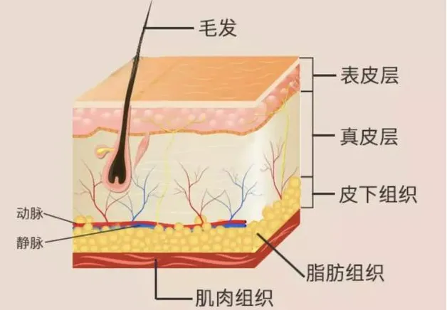 还在为皮肤健康而烦恼？老虎机app
助您科学护肤